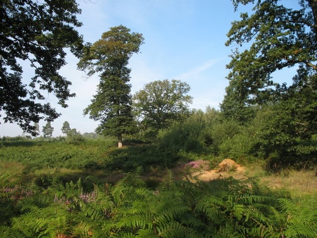 2007 08 Bois de Rochefort 05